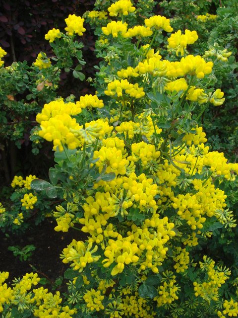 Coronilla valentina  ssp.glauca P2C